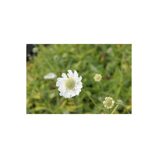 6 X Scabiosa Cauc. 'Alba' - Scabiosa - Vaso 9 X 9 Cm-image