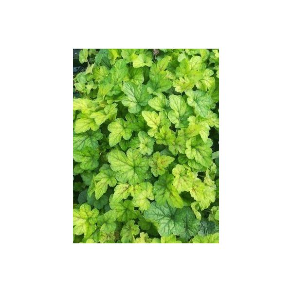 6 X Tiarella Cord. 'Running Tiger' - Fiore In Schiuma - Vaso 9 X 9 Cm-image
