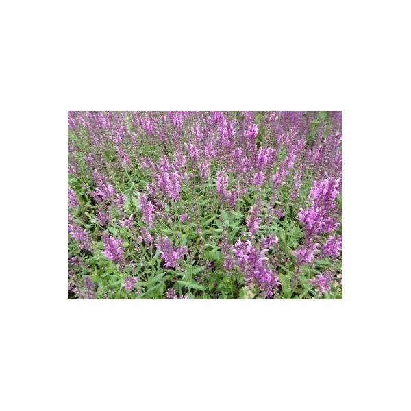 6 X Salvia Nem. 'Pink Friesland' - Muschio A Stella - Vaso 9 X 9 Cm-image