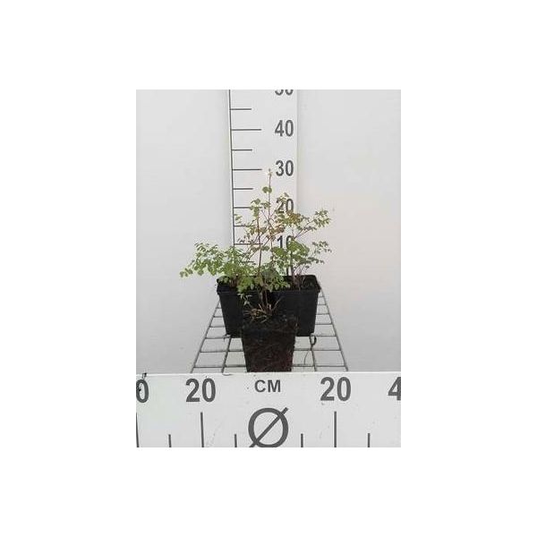 6 X Thalictrum Delavayi - Ruta Dei Prati - Vaso 9 X 9 Cm-image