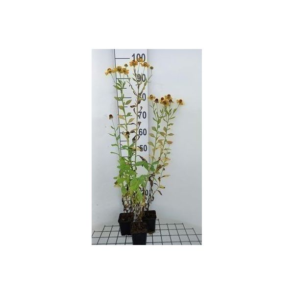 6 X Helenium Hybr. 'Goldrausch' - Girasole - Vaso 9 X 9 Cm-image