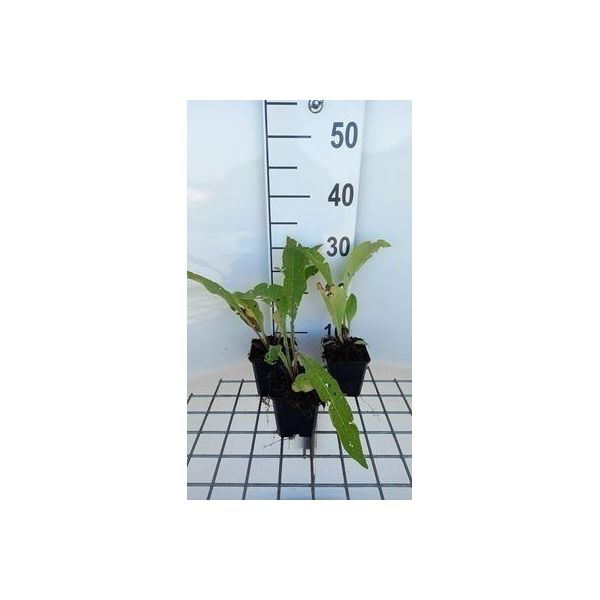 6 X Inula Helenium - Alant - Vaso 9 X 9 Cm-image