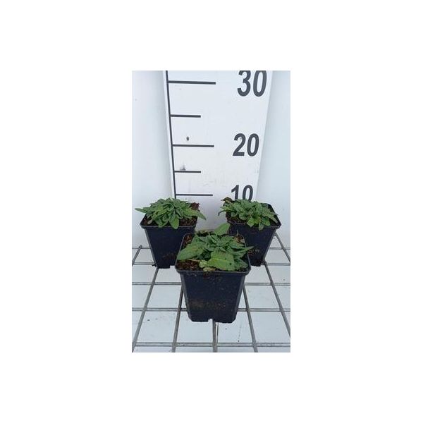 6 X Stachys Off. Ukkie' - Erba - Vaso 9 X 9 Cm-image