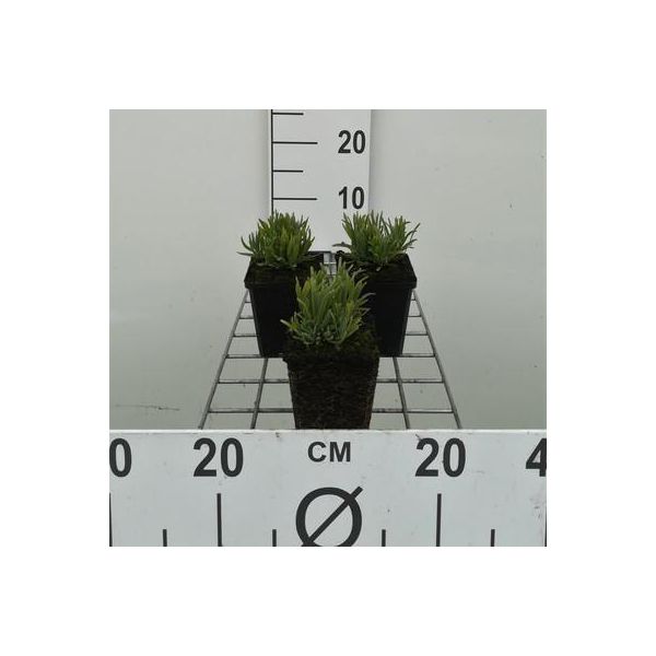 6 X Lavandula Ang. Blu Nano' - Lavanda - Vaso 9 X 9 Cm-image