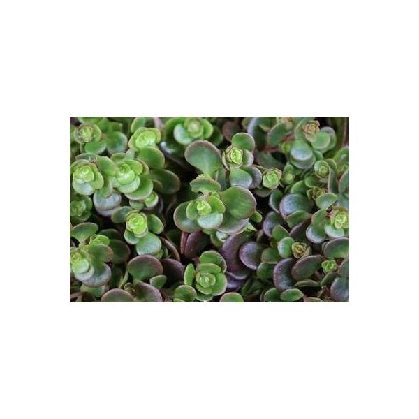 6 X Sedum 'Makinoi' - Foglia Grassa - Vaso 9 X 9 Cm-image