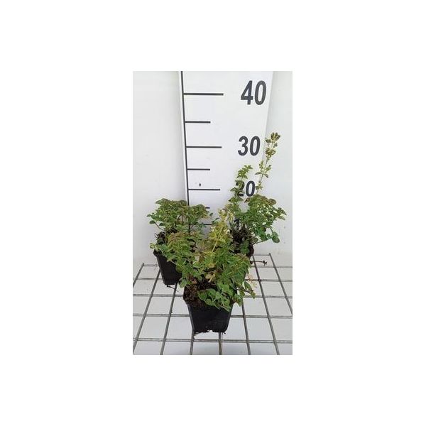6 X Origanum Vulg. 'Hot & Spicy' - Origano - Vaso 9 X 9 Cm-image