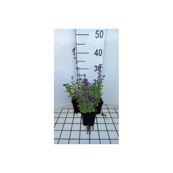 6 X Nepeta Racemosa 'Grog' - Erba Gatta - Vaso 9 X 9 Cm-image