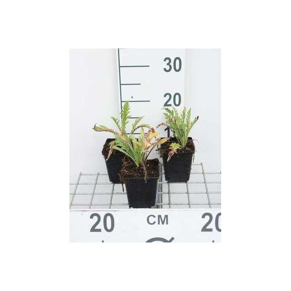 6 X Papaver Or. 'Prince. Viktoria Louise' - Papavero - Vaso 9 X 9 Cm-image