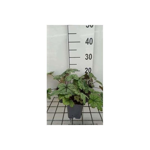 6 X Heucherella Hybr. 'Kimono'® - Fiore Di Schiuma Bastarda - Vaso 9 X 9 Cm-image