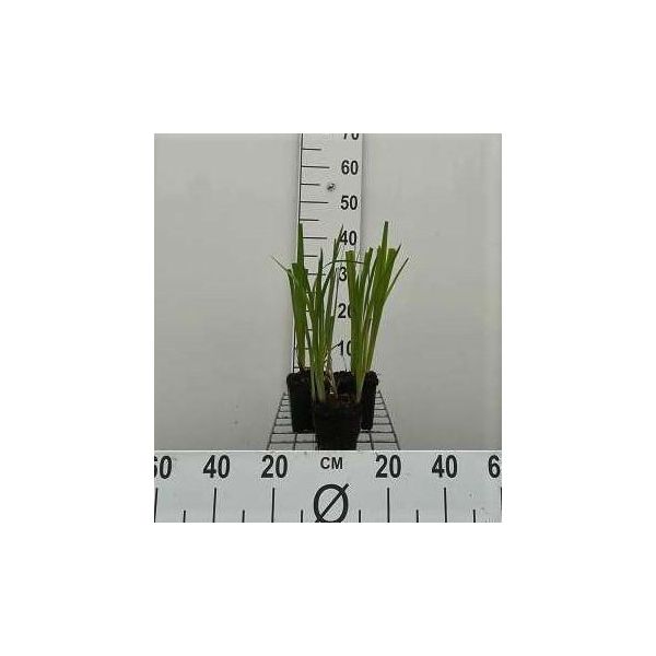 6 X Iris Ensata ( Kaempferi) - Iris - Vaso 9 X 9 Cm-image