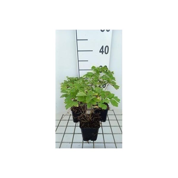 6 X Thalictrum Hybr. 'Black Stockings' - Ruta Dei Prati - Vaso 9 X 9 Cm-image