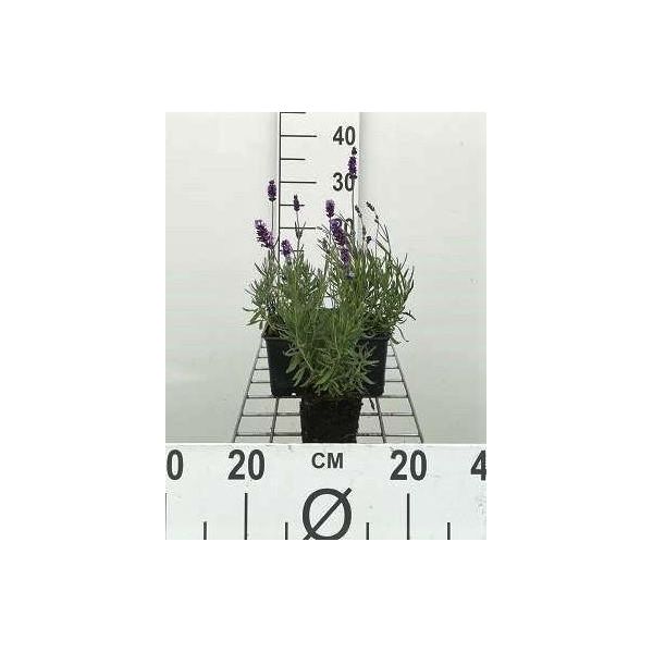 6 X Lavandula Ang. Hidcote' - Lavanda - Vaso 9 X 9 Cm-image