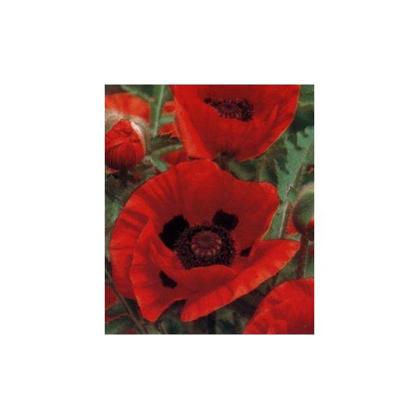 6 X Papaver Or. 'Marcus Perry' - Papavero - Vaso 9 X 9 Cm-image