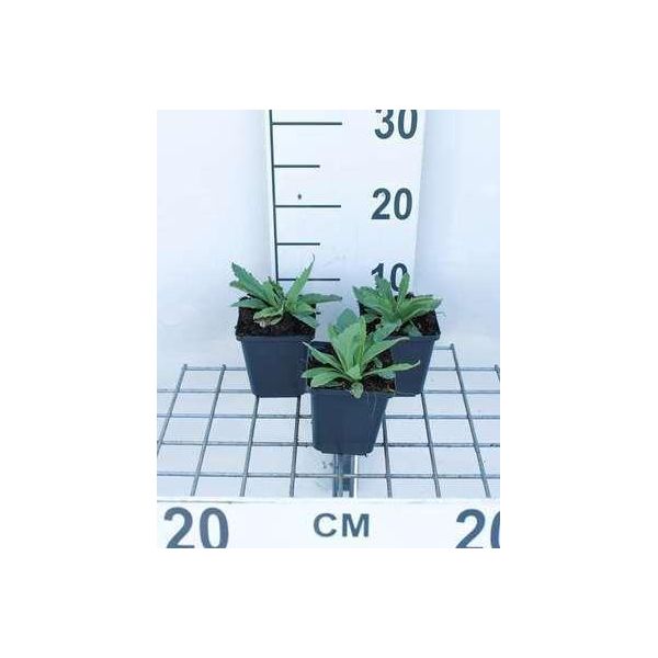 6 X Papaver Or. 'Brilliant' - Papavero - Vaso 9 X 9 Cm-image