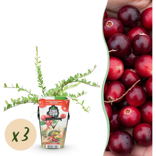 Greenboutiq - Piante Da Frutto - Mirtillo - Vaccinium Macrophylla Early Black - Difficile Da Coltivare - 3 Piante - Vaso 9 Cm - Bacca Rosso Scuro-image