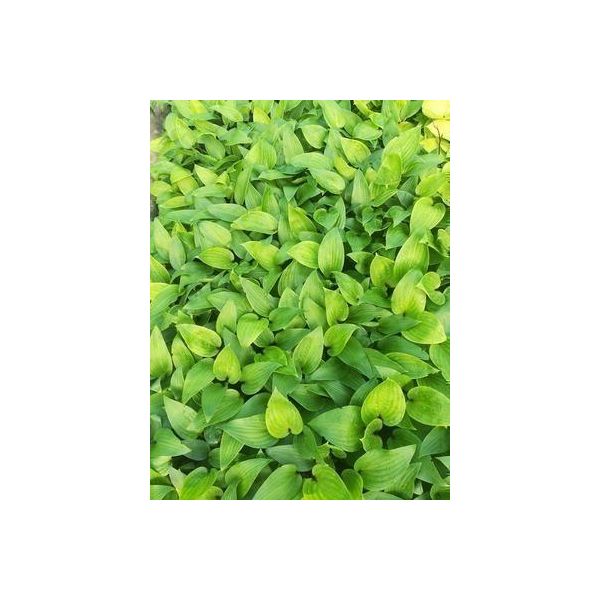 6 X Hosta Hybr. 'Purple Heart'® - Hosta - Vaso 9 X 9 Cm-image