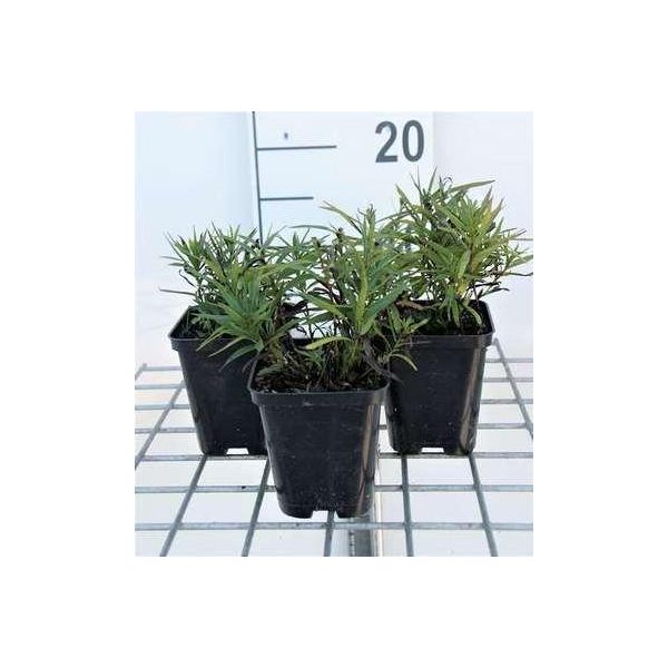 6 X Inula Ensifolia ('Compacta') - Alant - Vaso 9 X 9 Cm-image