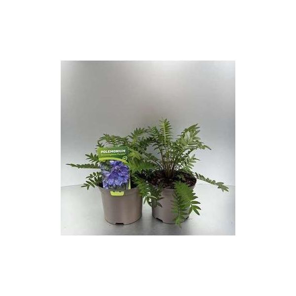 6 X Polemonium Caer. 'Bressingham Purple'® - Scala Di Giacobbe - Vaso 9 X 9 Cm-image
