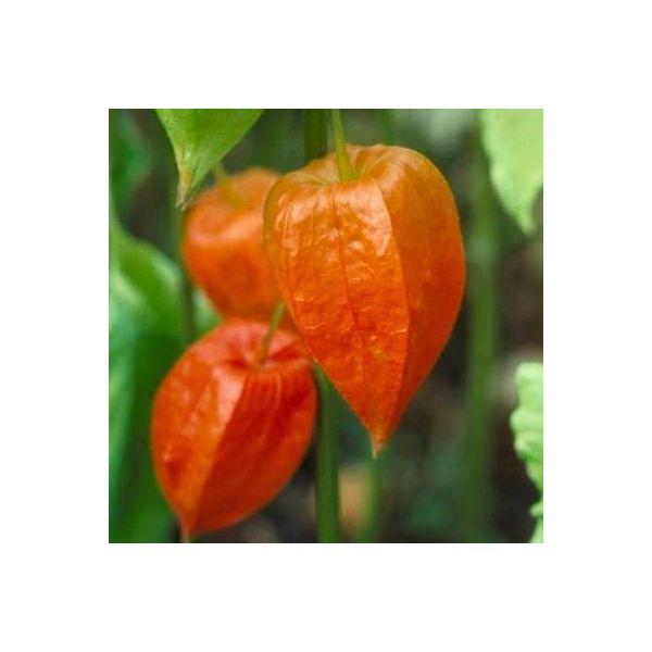 6 X Physalis Alkekengi 'Franchetii' - Physalis - Vaso 9 X 9 Cm-image
