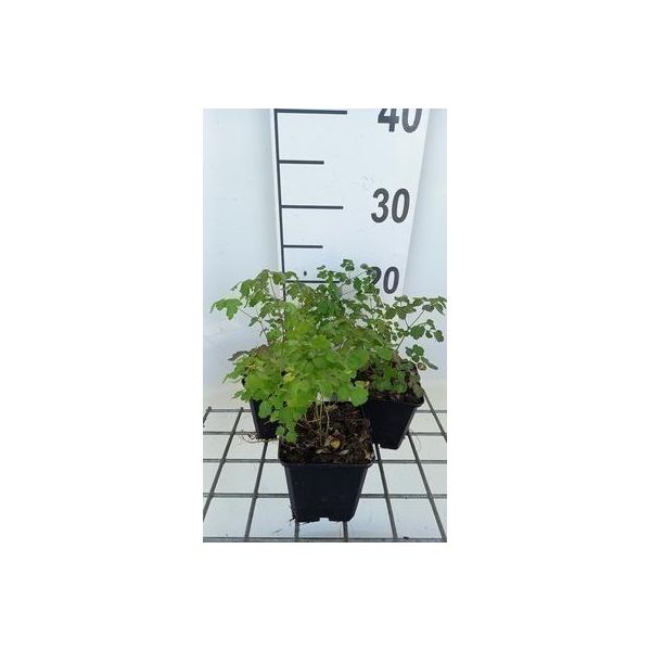 6 X Thalictrum Del. 'Hewitt's Double' - Wiesenraute - Topf 9 X 9 Cm-image