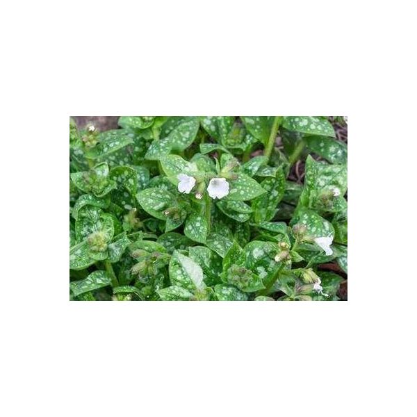 6 X Pulmonaria Off. 'Sissinghurst White' - Allium Marrone - Vaso 9 X 9 Cm-image