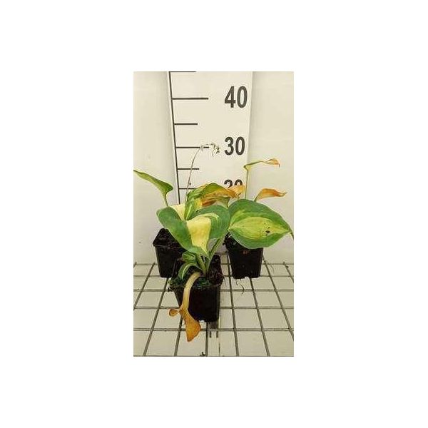 6 X Hosta Sieb. 'Great Expectations' - Hosta - Topf 9 X 9 Cm-image