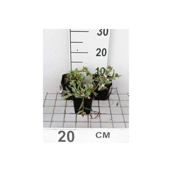 6 X Pulmonaria Hybr. 'Opal'® - Allium Marrone - Vaso 9 X 9 Cm-image