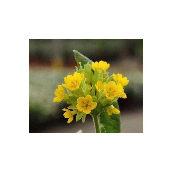 6 X Primula Veris - Primula A Palla - Vaso 9 X 9 Cm-image