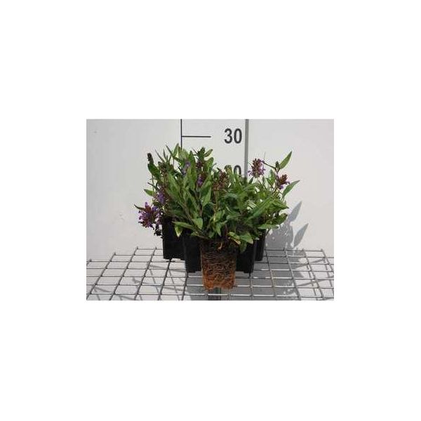 6 X Prunella Grandiflora - Allium Marrone - Vaso 9 X 9 Cm-image