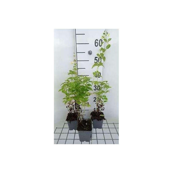 6 X Nepeta Govaniana - Erba Gatta - Vaso 9 X 9 Cm-image