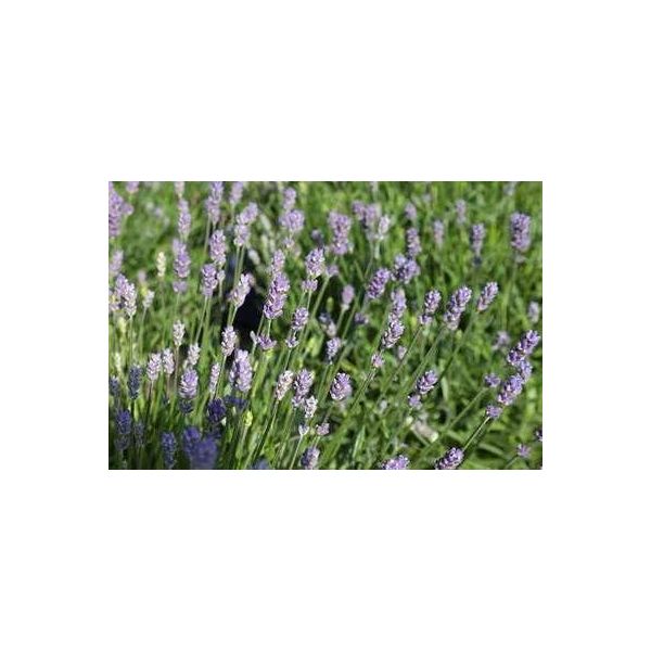 6 X Lavandula Ang. Essence Purple' - Lavanda - Vaso 9 X 9 Cm-image