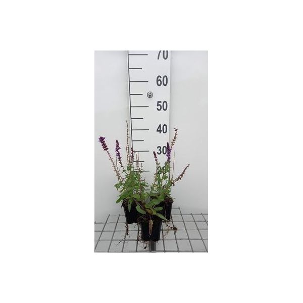 6 X Salvia Nem. 'Lubeca' - Muschio Stellato - Vaso 9 X 9 Cm-image