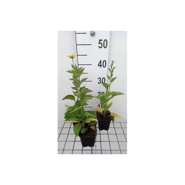 6 X Rudbeckia Subtomentosa - Cavolfiore - Vaso 9 X 9 Cm-image