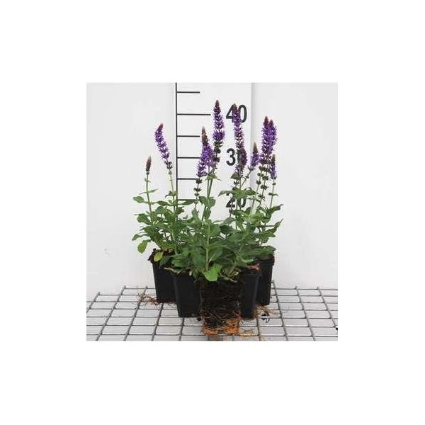 6 X Salvia Nem. 'Ostfriesland' - Muschio Stellato - Vaso 9 X 9 Cm-image