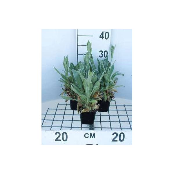 6 X Lychnis Cor. 'Alba' - Campioncino - Vaso 9 X 9 Cm-image