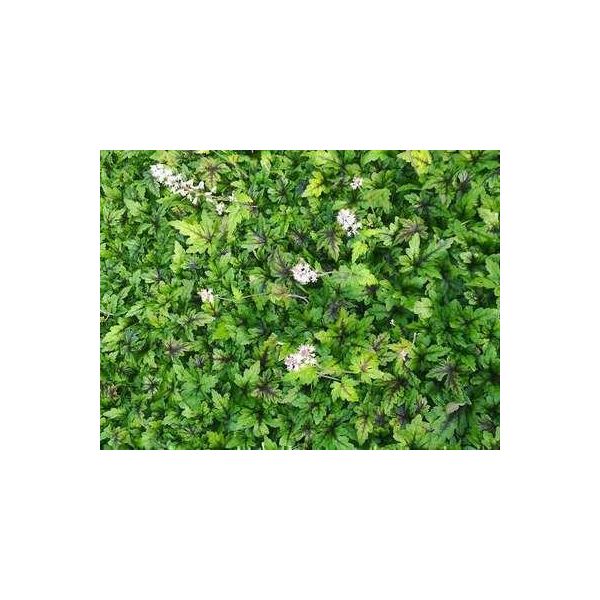 6 X Tiarella Hybr. 'Sugar & Spice'® - Fiore Di Schiuma - Vaso 9 X 9 Cm-image