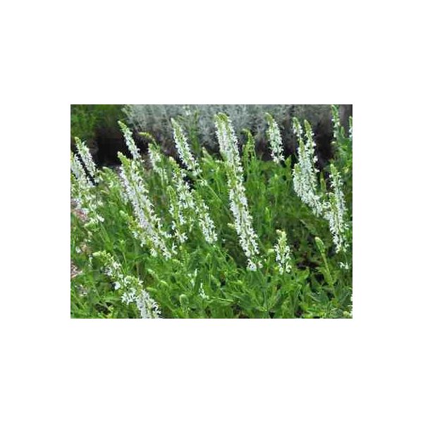 6 X Salvia Nem. 'Snowhill' - Muschio Stellato - Vaso 9 X 9 Cm-image