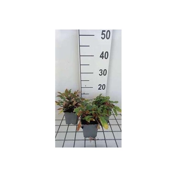 6 X Lysimachia Atropurpurea - Erba Centifoglia - Vaso 9 X 9 Cm-image