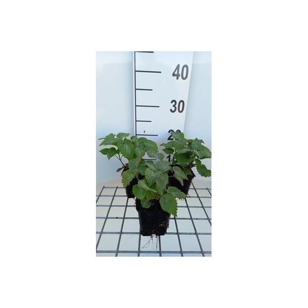 6 X Lamium Orvala - Ortica Morta - Vaso 9 X 9 Cm-image