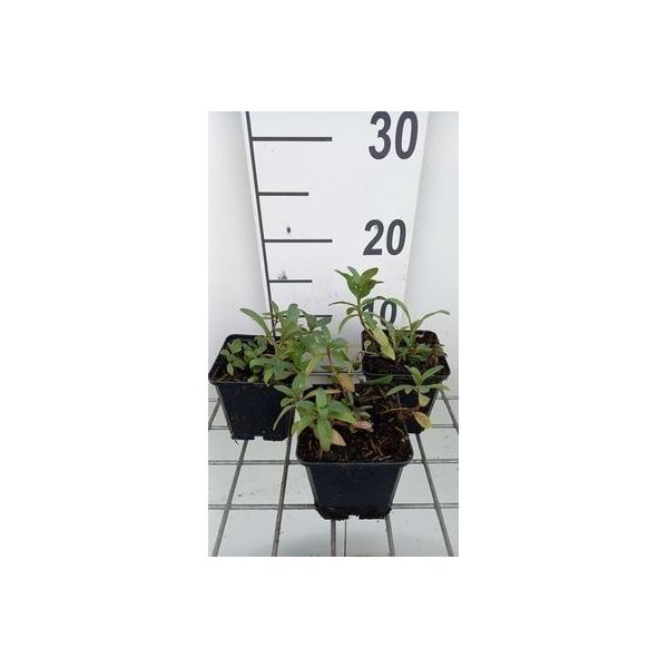 6 X Lysimachia Ephemerum - Erba Cipollina - Vaso 9 X 9 Cm-image