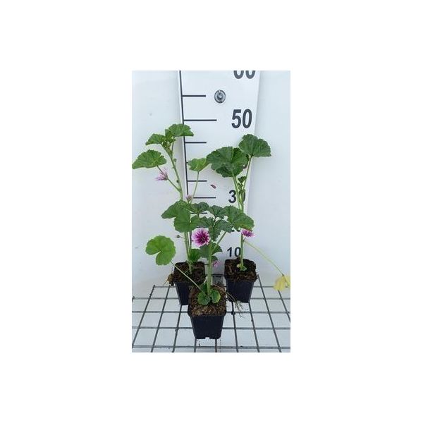 6 X Malva Sylv. 'Zebrina' - Malva - Vaso 9 X 9 Cm-image