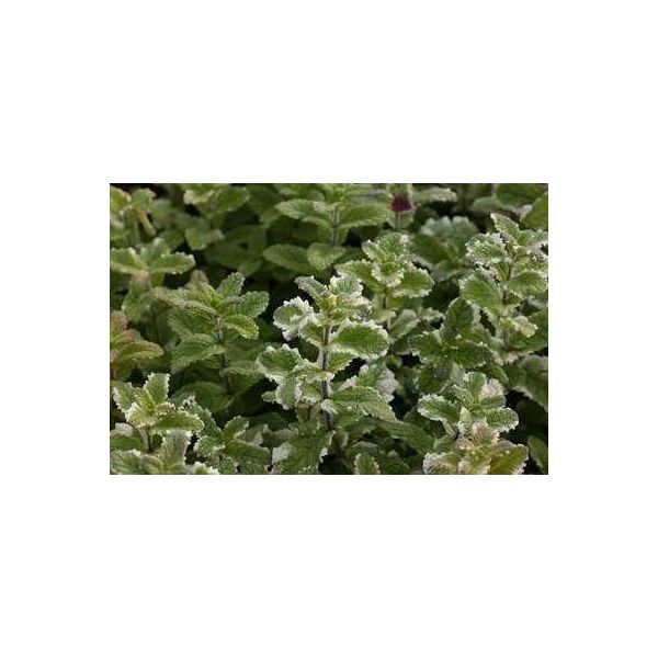 6 X Mentha Rotund. 'Variegata' - Menta - Vaso 9 X 9 Cm-image