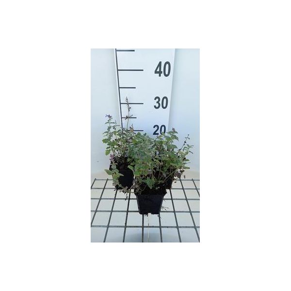 6 X Nepeta Racemosa 'Superba' - Erba Gatta - Vaso 9 X 9 Cm-image