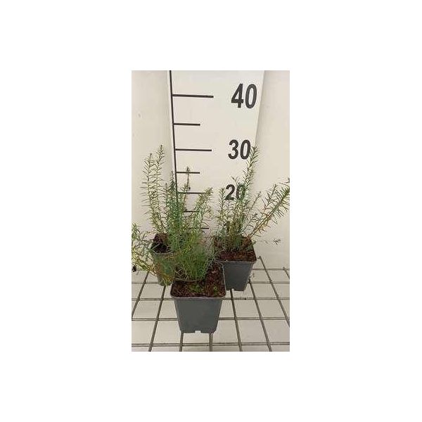 6 X Linum Perenne 'Sapphire' - Linum - Vaso 9 X 9 Cm-image
