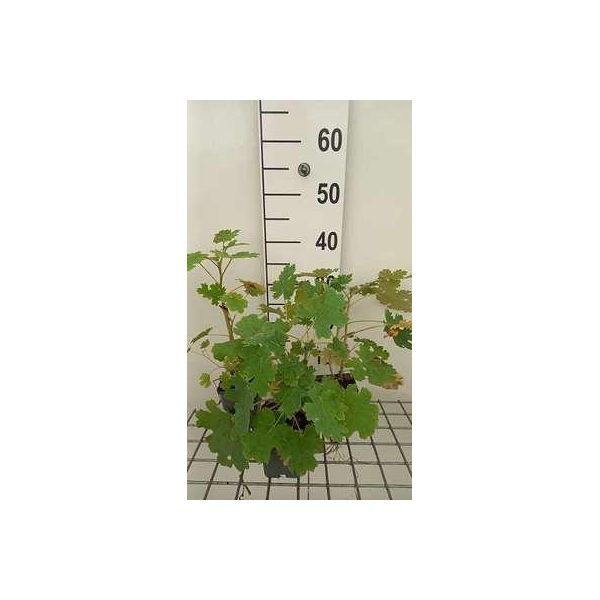 6 X Macleaya Cordata - Papavero Piuma - Vaso 9 X 9 Cm-image
