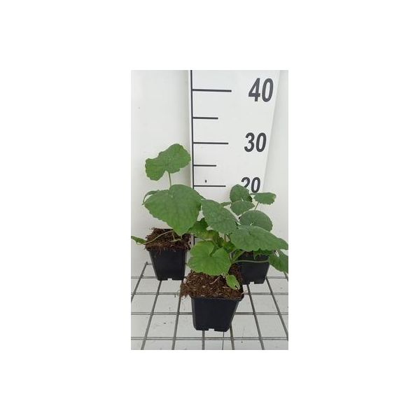 6 X Lunaria Annua - Lunaria - Vaso 9 X 9 Cm-image