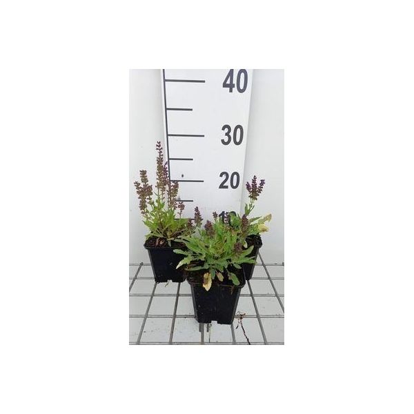 6 X Salvia Nem. 'Marcus'® - Muschio Stellare - Vaso 9 X 9 Cm-image