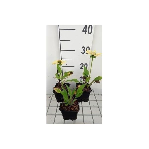 6 X Echinacea Purp. 'Chiquita' - Fiore Di Conifera - Vaso 9 X 9 Cm-image