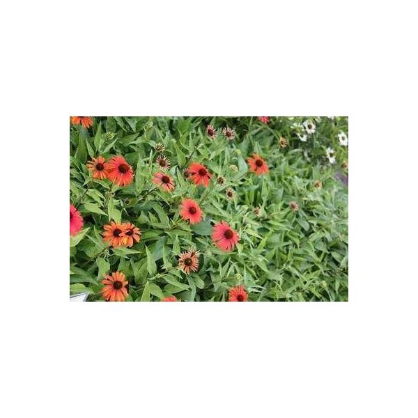 6 X Echinacea Purp. 'Julia'® - Fiore Di Conifera - Vaso 9 X 9 Cm-image