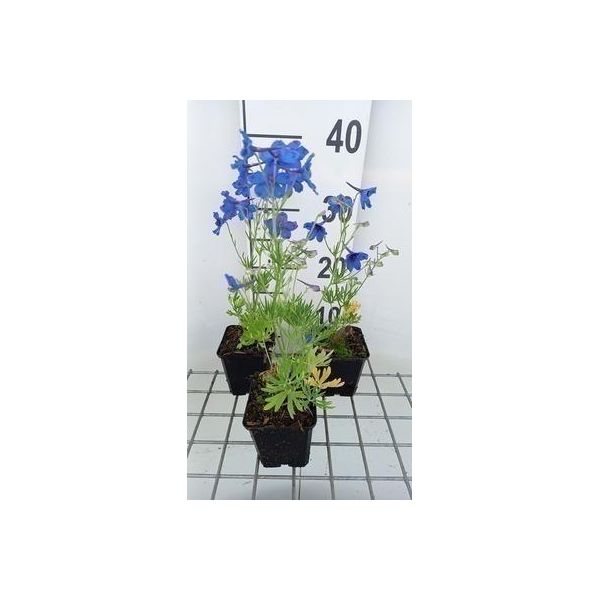 6 X Delphinium Grand. 'Blauer Zwerg' - Delphinium - Vaso 9 X 9 Cm-image